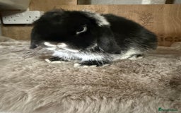 Mini Lop rabbits for sale: Mini lop boy available now - Image 1