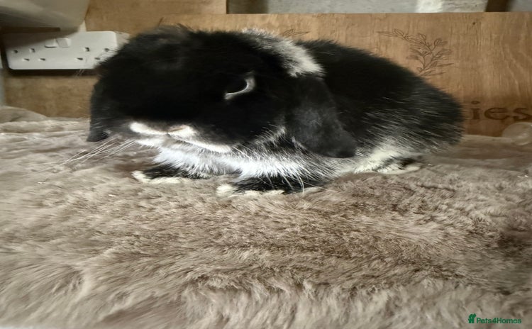 Mini Lop rabbits - Advert 1