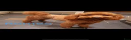 Labradoodle dogs for sale: F1 Miniature Labradoodle puppies  - Advert 20
