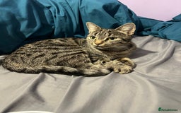 Mixed Breed cats for sale: Beautiful female cat  - Image 2