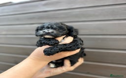 Yorkiepoo dogs for sale: 🐾 Tiny Yorkiepoo Puppies – Ready 29th August! 🐾 - Image 10