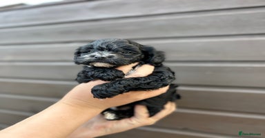Yorkiepoo dogs - Advert 15