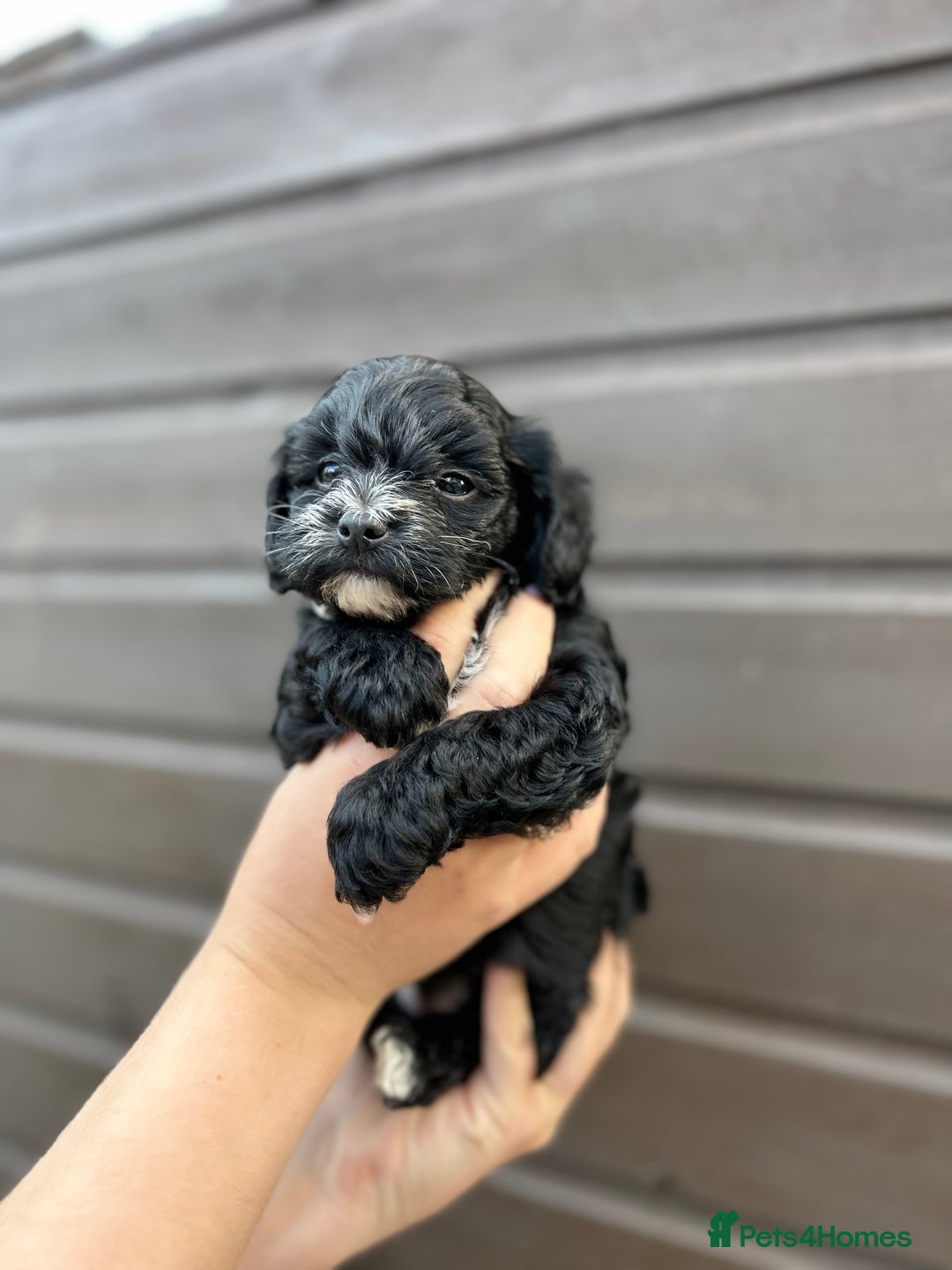 Yorkiepoo dogs for sale: 🐾 Tiny Yorkiepoo Puppies – Ready 29th August! 🐾 - Image 10