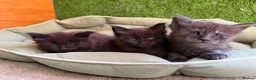 Maine Coon cats for sale: Black Smoke TICA Maine Coons - Advert 7