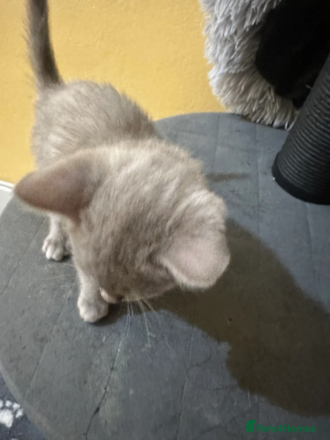 Bengal cats for sale: 2 Smokey Blue Male Bengals 1 Female Tanny - Advert 5