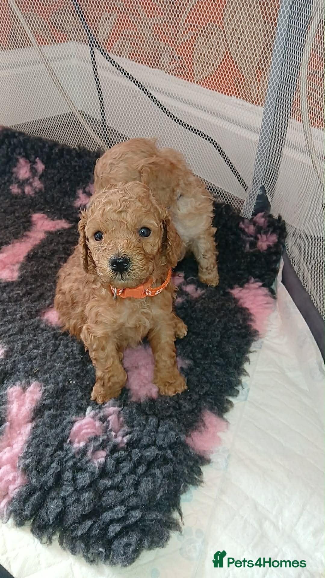 Cockapoo dogs Adorable Cockapoo puppies 🐶🐾 - Advert 18