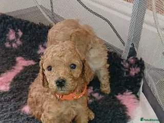 Cockapoo dogs Adorable Cockapoo puppies 🐶🐾 - Advert 18