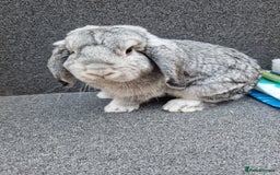 Mixed Breed rabbits for sale: Sweet Little Chin Lop Buck - Image 7