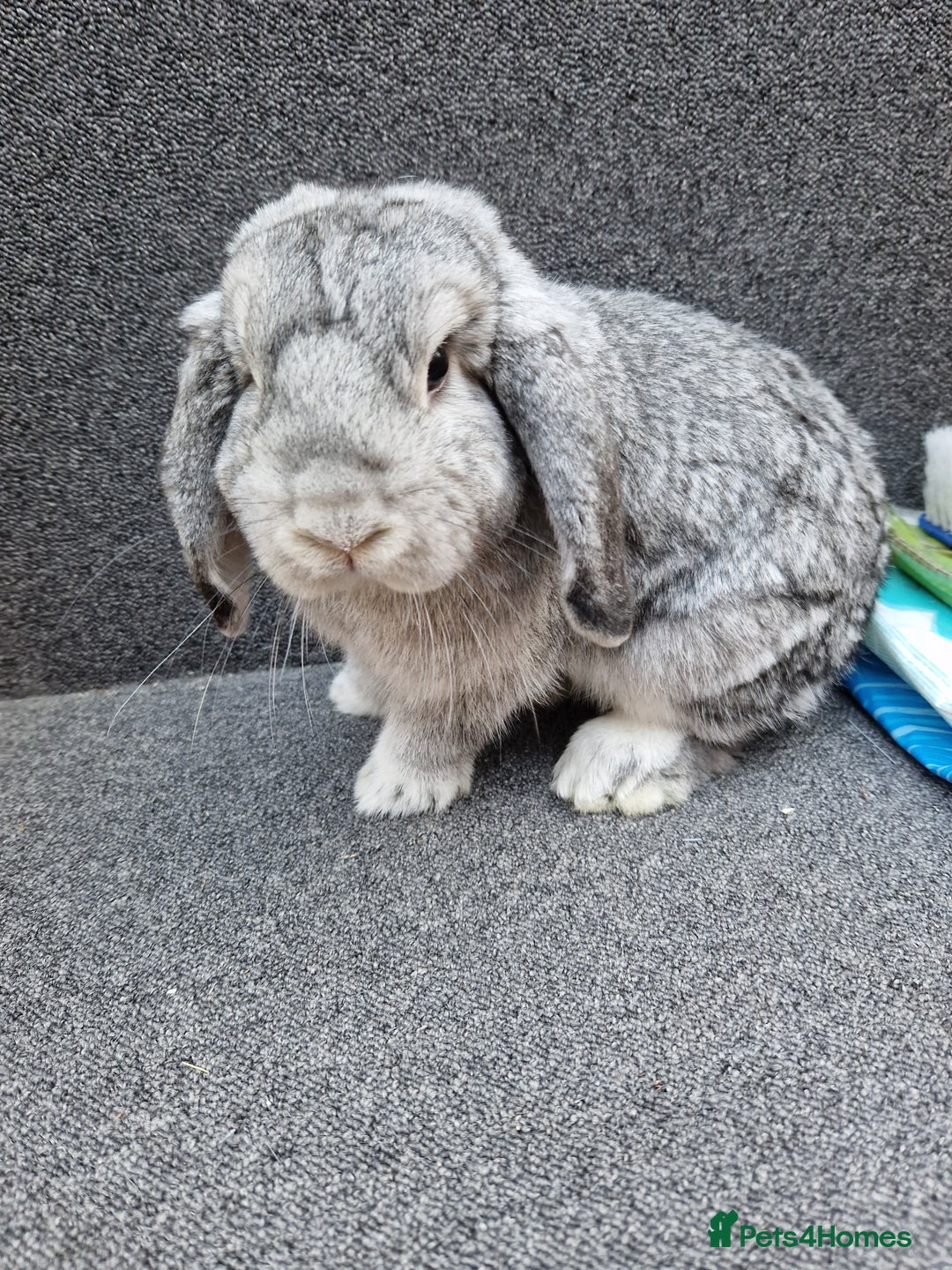 Mixed Breed rabbits for sale: Sweet Little Chin Lop Buck - Image 7