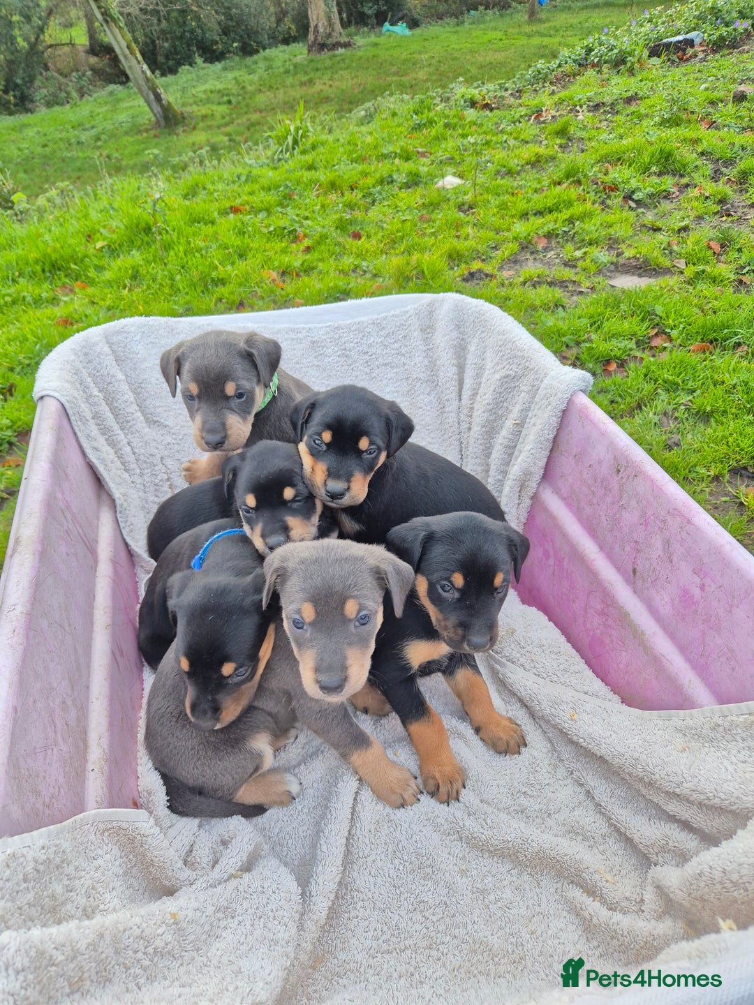 Mixed Breed dogs for sale: Huntaway x collie pups - Advert 3