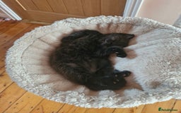 British Shorthair cats for sale: British short hair baby boys - Image 3