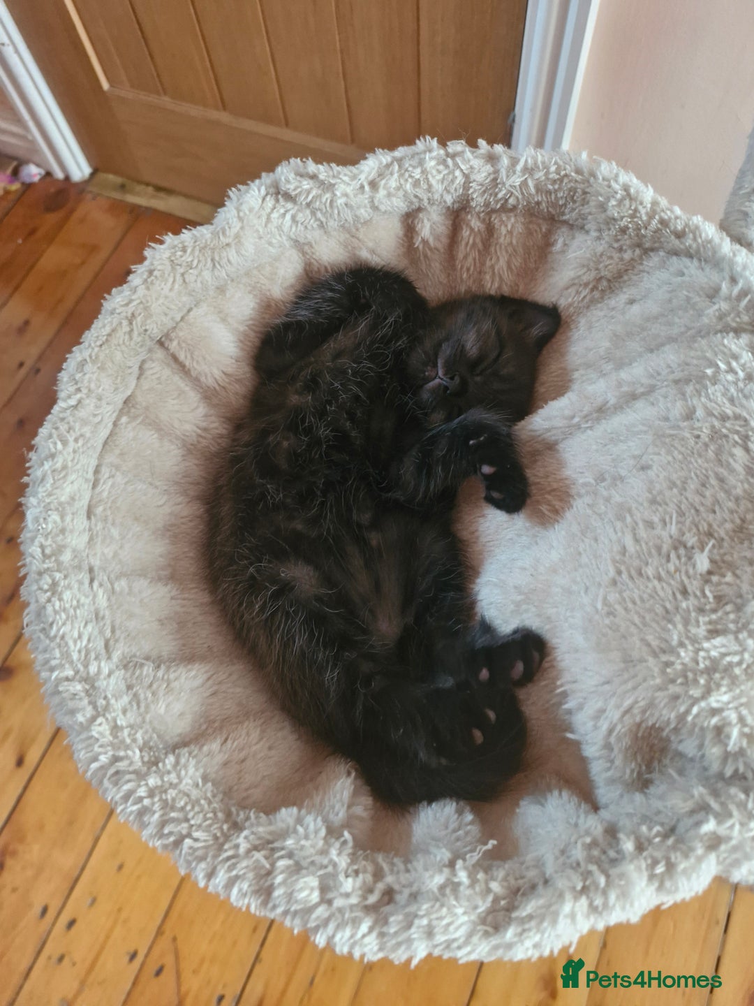 British Shorthair cats for sale: British short hair baby boys - Image 3