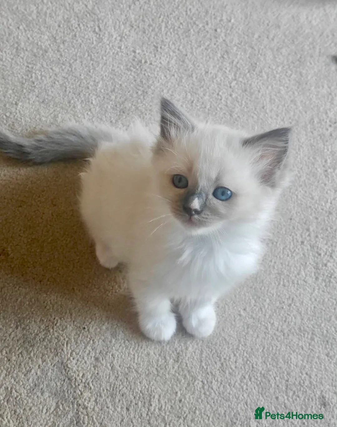 Ragamese cats for sale: READY THIS WEEK! TWO SIAMESE AND ONE RAGDOLL - Advert 1