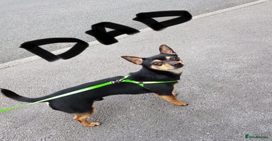 Mixed Breed dogs - Advert 13