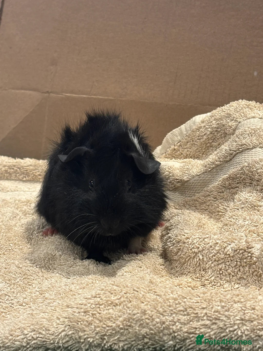 Guinea Pig rodents for sale: Male Baby Guinea Pig Brothers For Sale - Advert 5