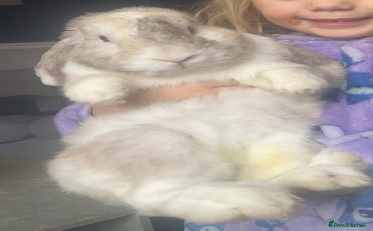 French Lop rabbits Beautiful white rabbit  - Advert 1