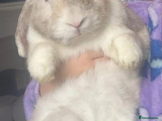 French Lop rabbits for sale: Beautiful white rabbit - Advert 1