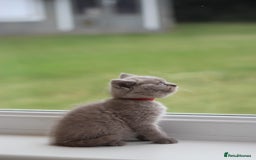 British Shorthair cats for sale: 🩶🐈🐾 Stunning BSH Kittens 🩶🐈🐾 - Image 3