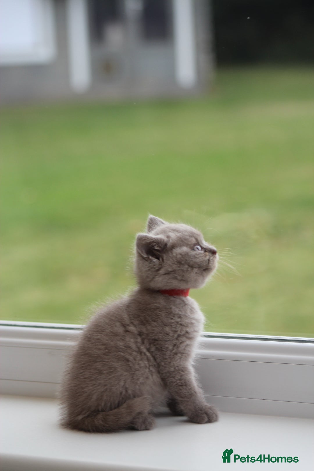 British Shorthair cats for sale: 🩶🐈🐾 Stunning BSH Kittens 🩶🐈🐾 - Image 3