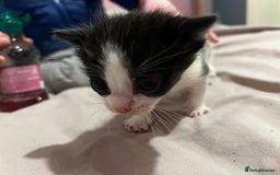 British Shorthair cats for sale: 4 gorgeous kittens for sale  - Image 6