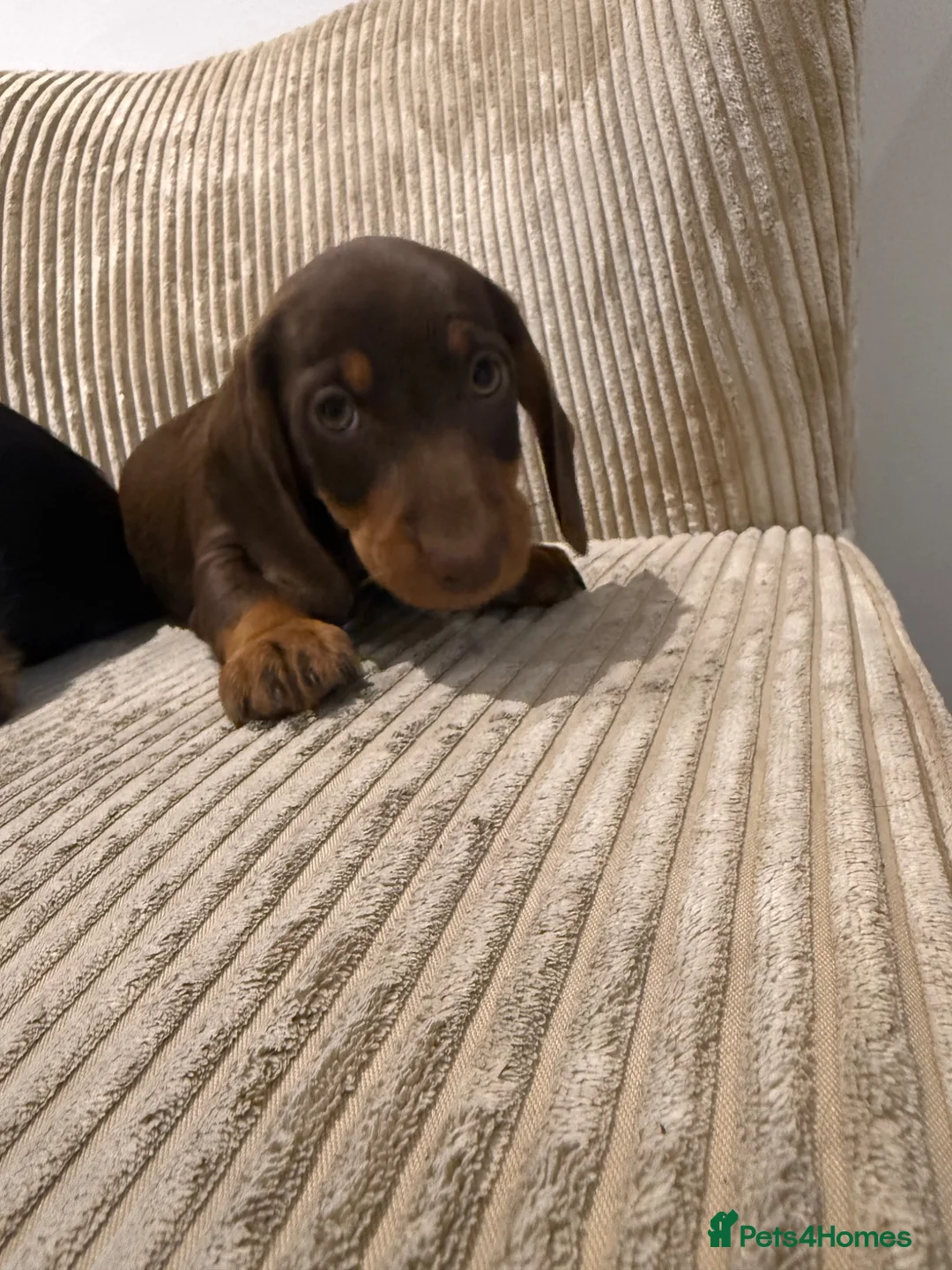Miniature Dachshund dogs for sale: Miniature Wirehaired 5 Star Licensed Breeder   - Advert 8