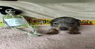 Dachshund dogs - Advert 1