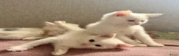 Munchkin cats for sale: Twin brothers  - Advert 7