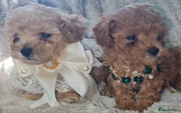 Toy Poodle dogs for sale: Tiny kc puppies,DNA&Genetic tested parents  - Image 13