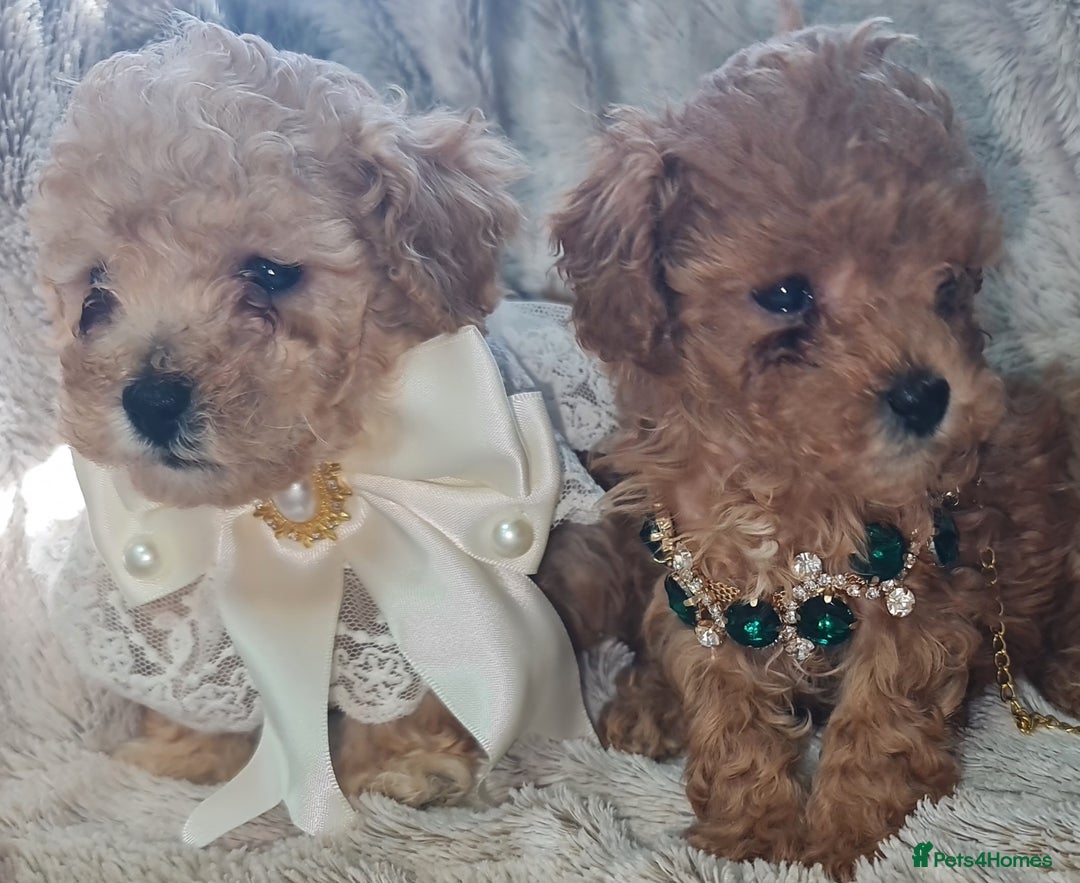 Toy Poodle dogs for sale: Tiny kc puppies,DNA&Genetic tested parents  - Image 13