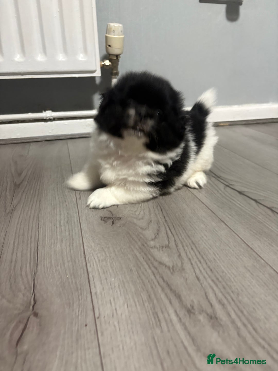 Mixed Breed dogs for sale: 2 Shihtzu cross Pomerania puppies  - Advert 21