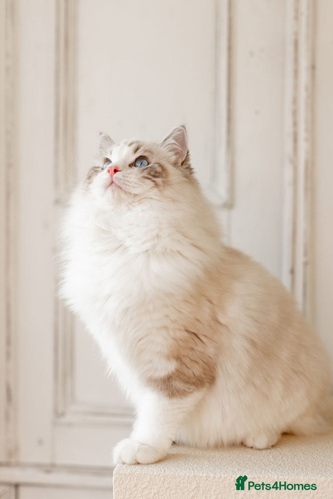 Ragdoll cats for sale: Best Ragdoll Bicolour and Lynx kittens in UK - Image 7
