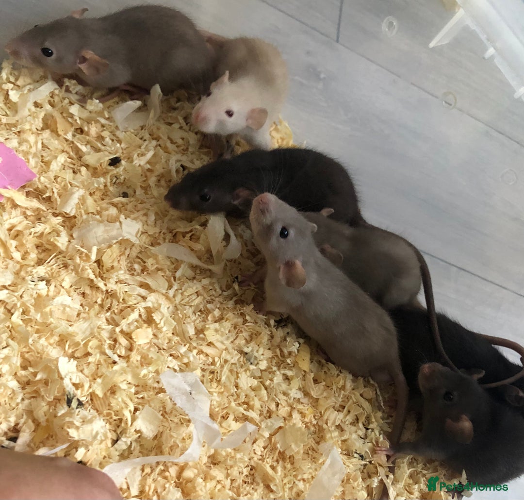 Rat rodents for sale: Baby dumbo rats - Image 2