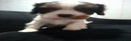 Cavalier King Charles Spaniel dogs for sale: Gorgeous unique Tri girl - Advert 10