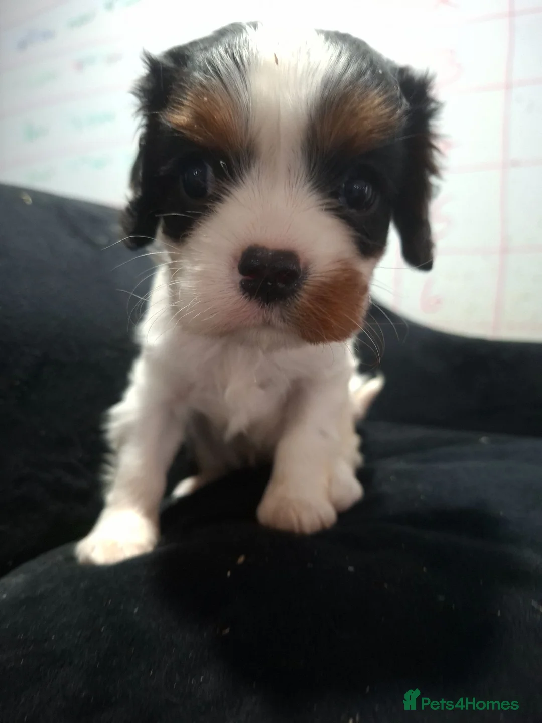 Cavalier King Charles Spaniel dogs for sale: Gorgeous unique Tri girl - Advert 10