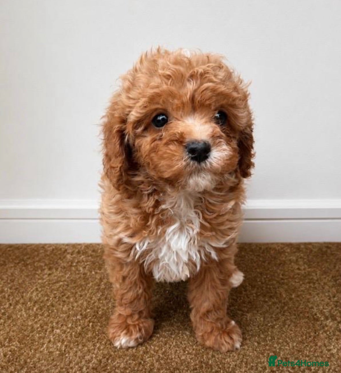 Cavachon dogs Gorgeous cavachon puppies  - Advert 2