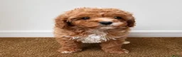 Cavachon dogs for sale: Gorgeous cavachon puppies  - Advert 1