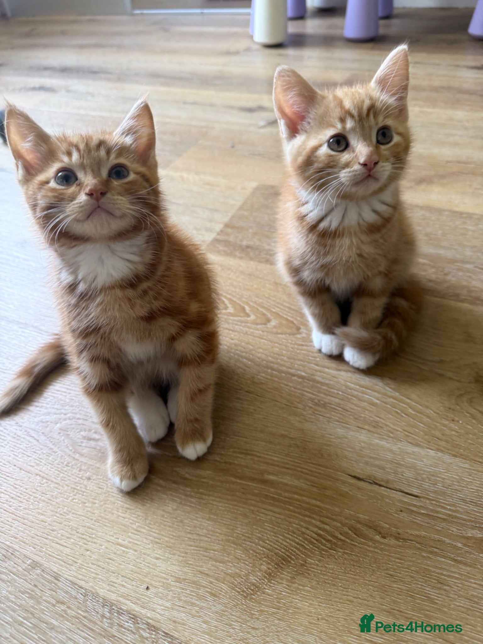 Mixed Breed cats Persian cross ginger males! 2 LEFT READY NOW🩷 - Advert 1