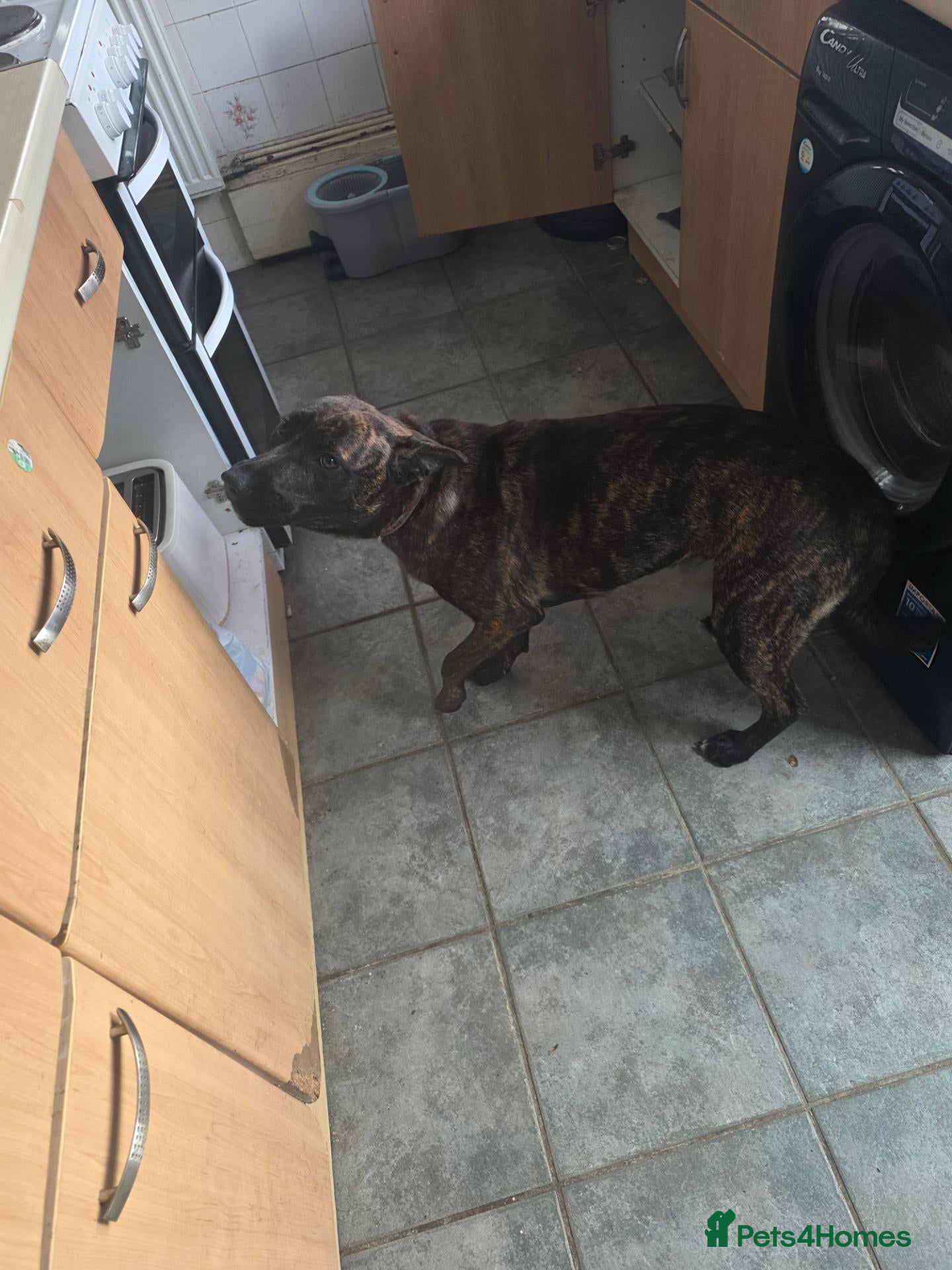 Mixed Breed dogs Thunder is 10 month old staff x german shephard  - Advert 12