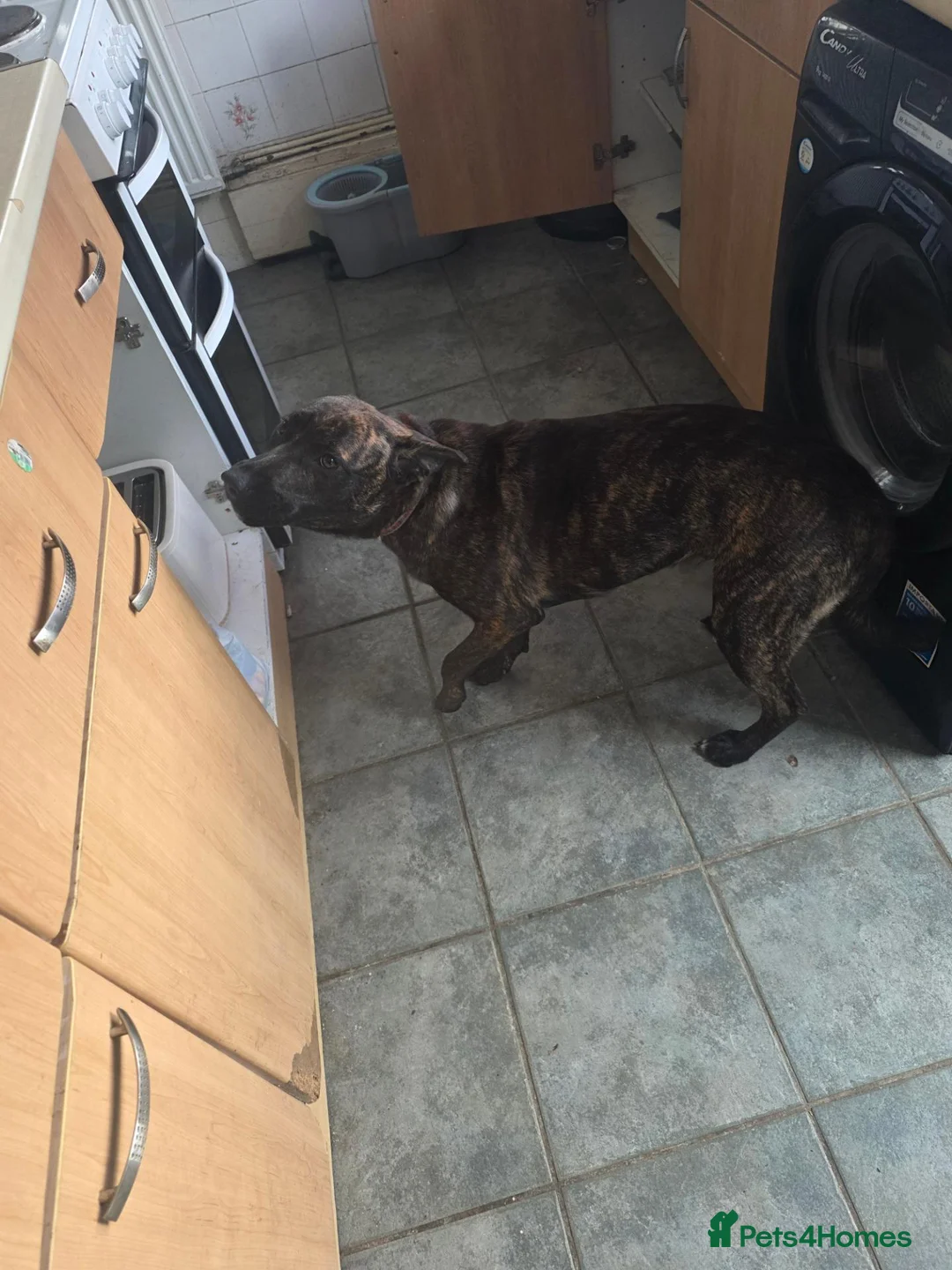 Mixed Breed dogs for sale: Thunder is 10 month old staff x german shephard  - Advert 2