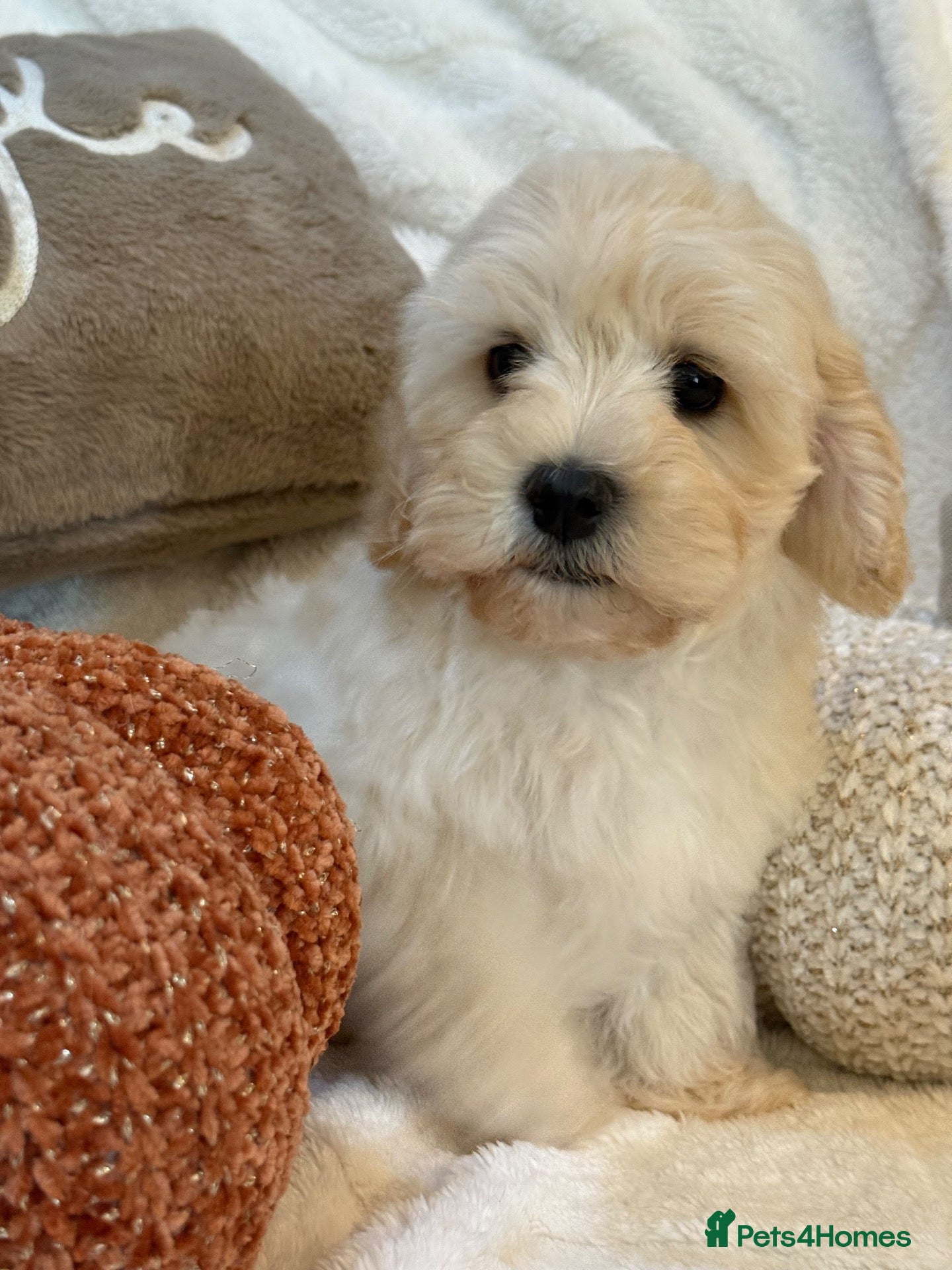 Cavapoochon dogs Ready now Stunning Cavapoochon Boys last 2  - Advert 2