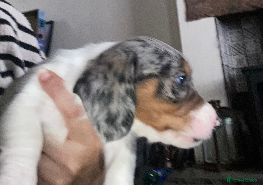 Dachshund dogs for sale: Stunning litter of Dachshund puppies  - Image 9