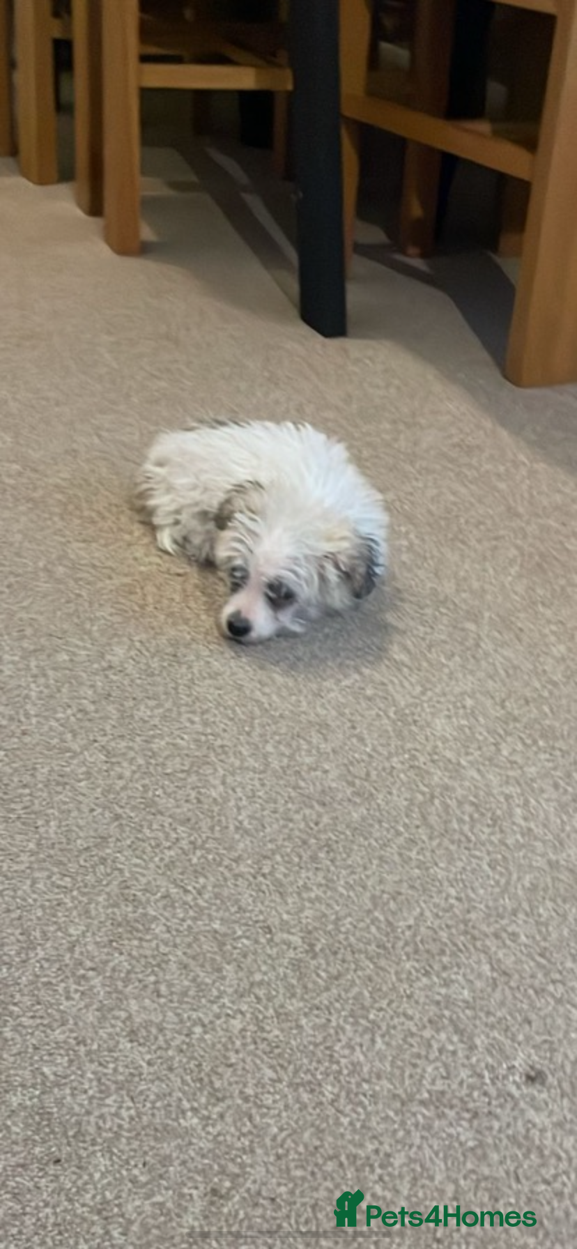 Mixed Breed dogs Tiny maltase+Jack Russell puppy’s  - Advert 2