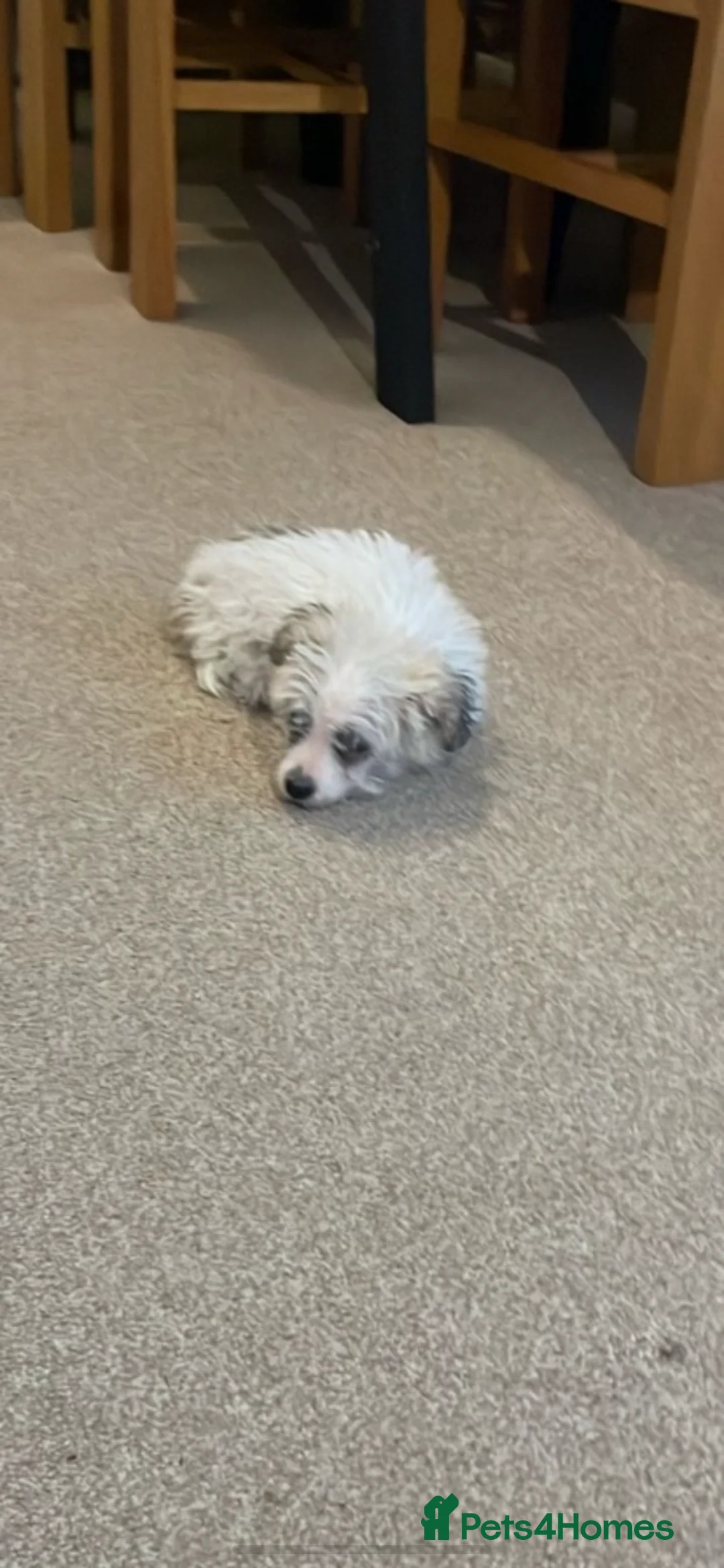 Mixed Breed dogs for sale: Tiny maltase+Jack Russell puppy’s  - Advert 2