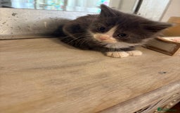 Russian Blue cats for sale: 2 blue and white long haired kittens  - Image 3