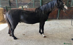 Welsh Section B horses for sale: Top class section B for sale  - Image 3