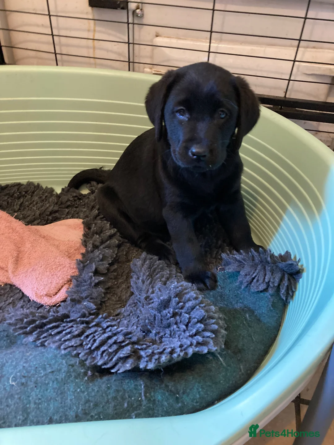 Labrador Retriever dogs for sale: Adorable little girl - Advert 4