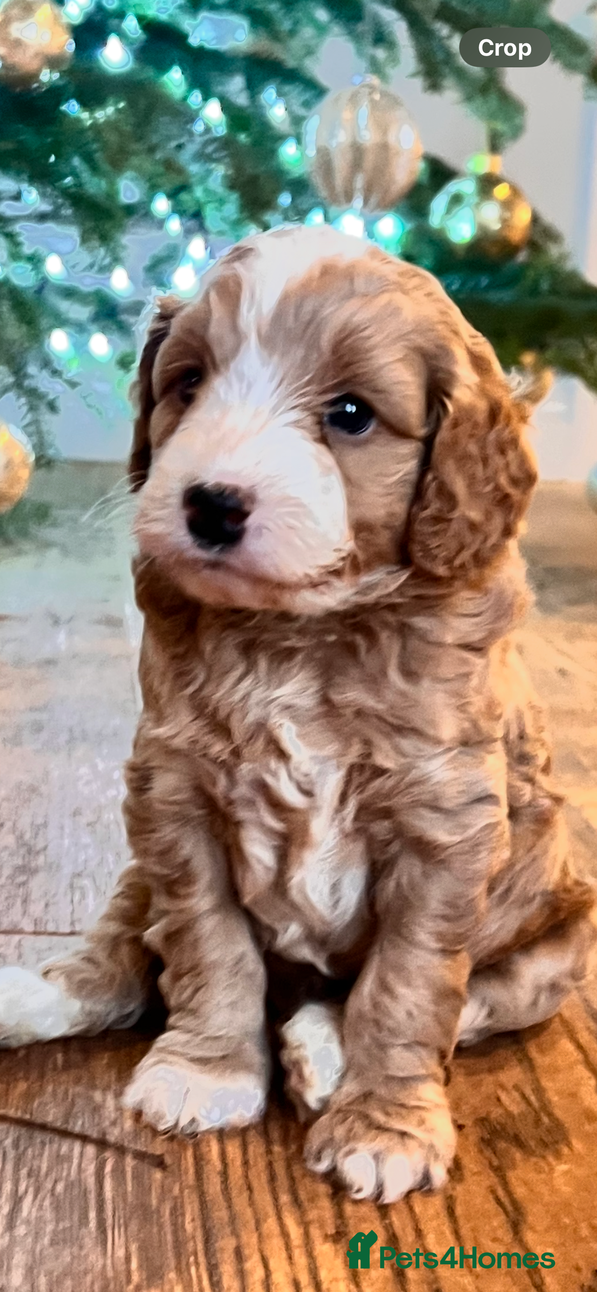 Mixed Breed dogs Adorable Aussie doodle - Advert 16