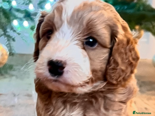 Mixed Breed dogs Adorable Aussie doodle - Advert 16