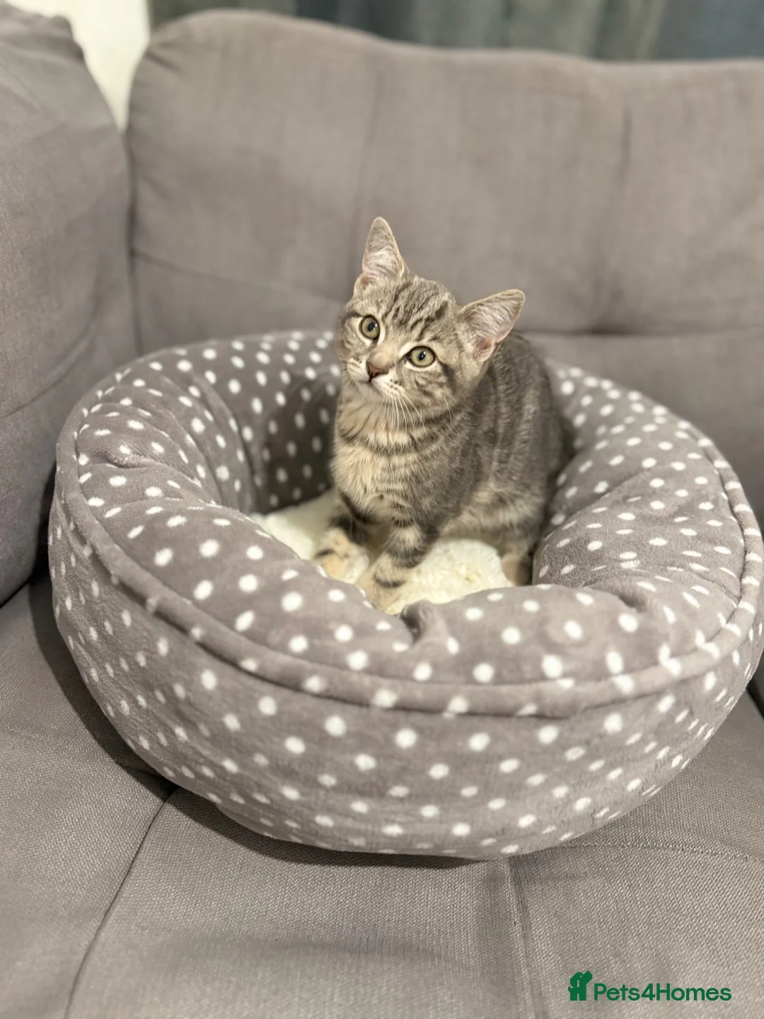 Mixed Breed cats for sale: Barfi, tabby grey female cat - Advert 6