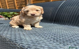 Cockapoo dogs for sale: Cockapoo 1 male 3 girls - Image 8